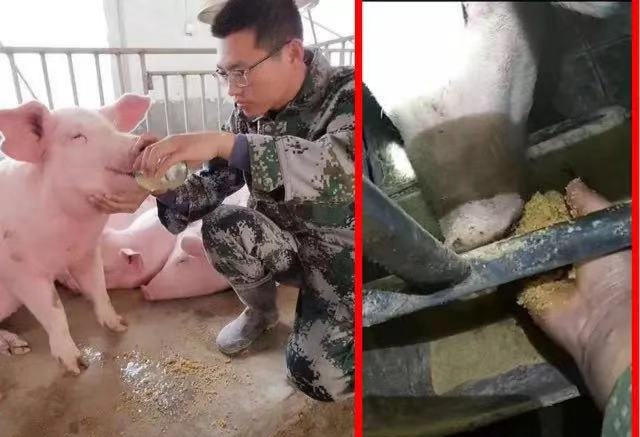 《抗非瘟战略如何布置，分期治疗是关键》——深度剖析