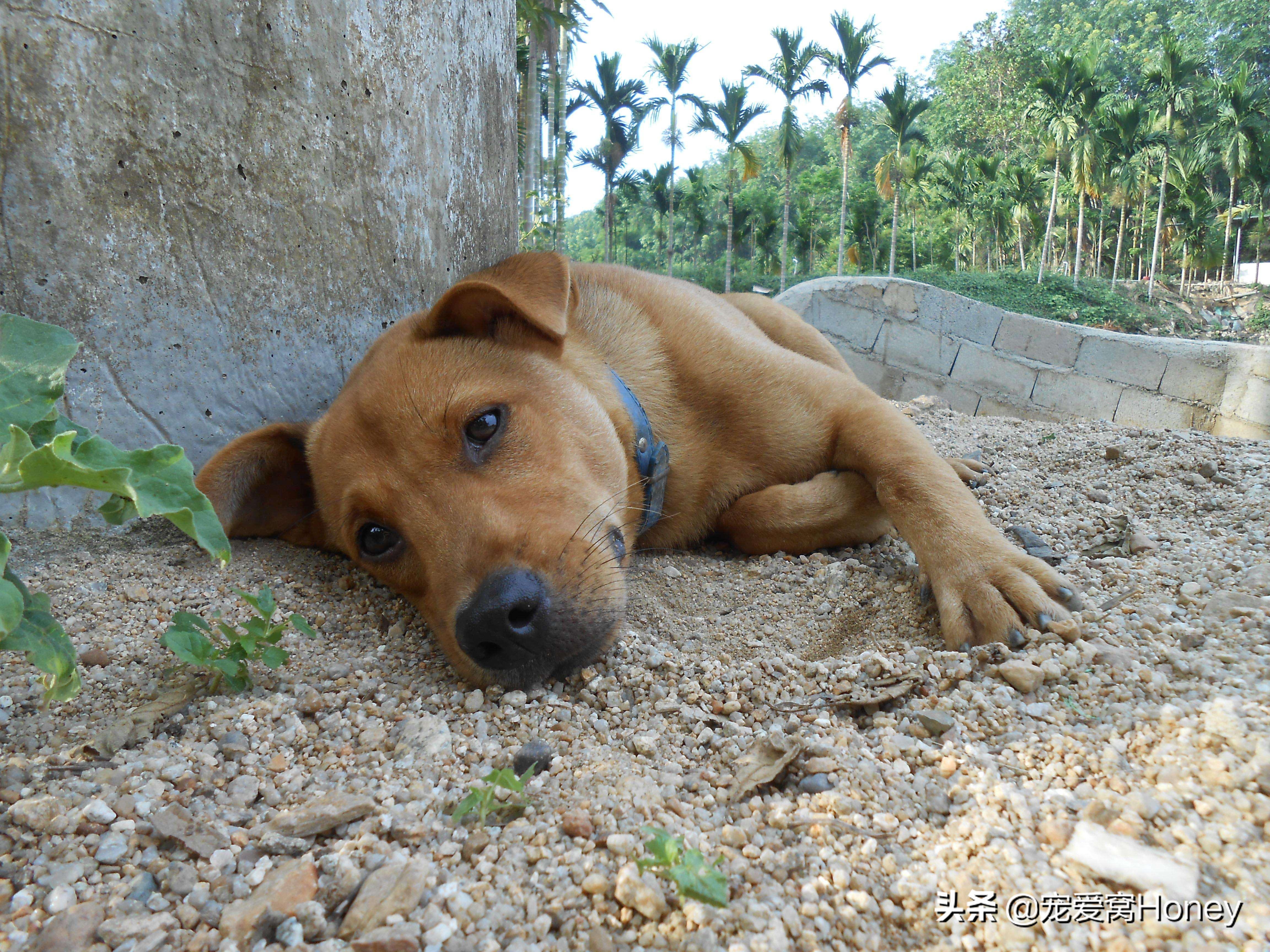 看家是狗狗的本能吗,田园犬忠诚看家不挑食