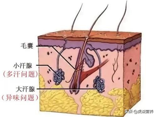 手足多汗有哪些方法,人多汗多怎么回事