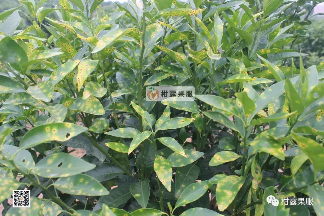 开春有什么好方法,开春除虫