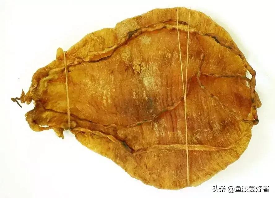 花胶怎么挑选公母,公花胶和母花胶怎样分别