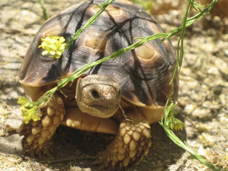 养陆龟注意事项,个人养陆龟的注意事项