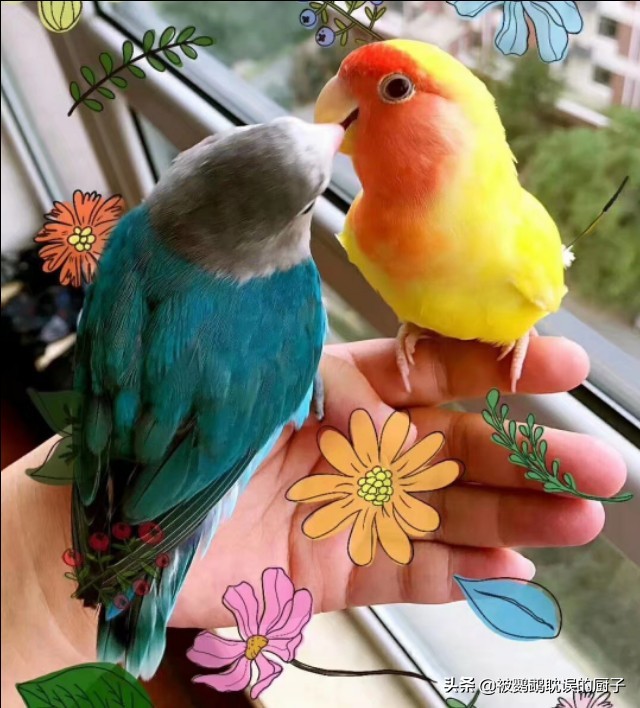 新手第一只鹦鹉如何买老司机教你四个选鸟窍门买鸟不再纠结