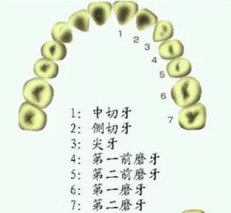 牙套要不要戴久一点再摘,牙套戴多久才不刮嘴