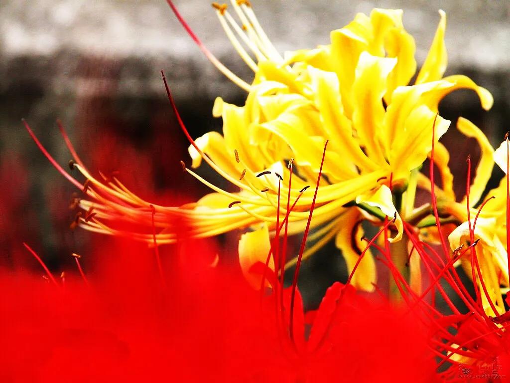 花开一千年落一千年花叶永不相见,彼岸花开从此花叶永不相见