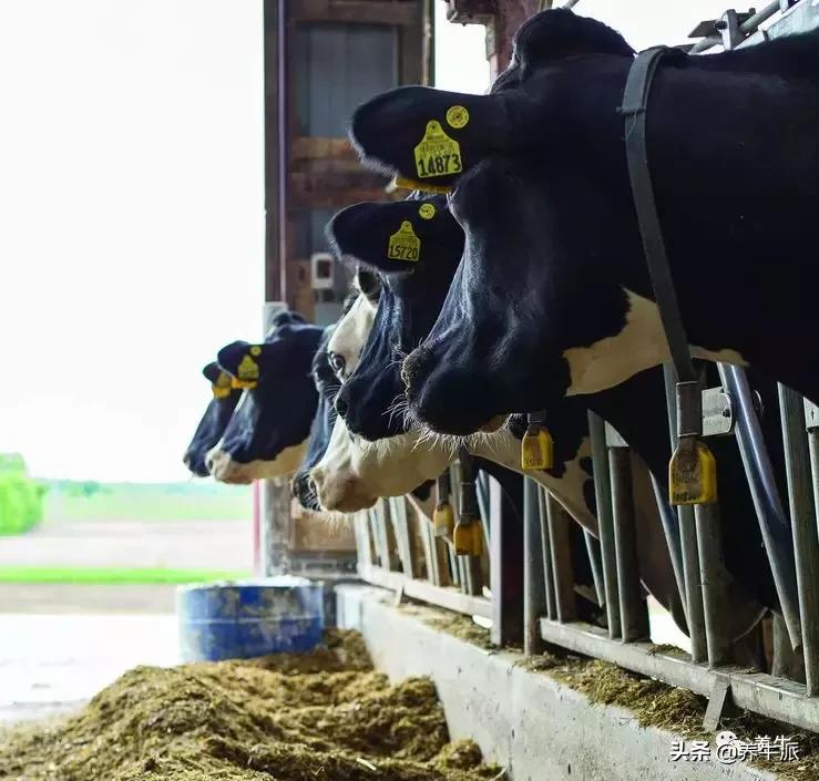 霉菌毒素的防范方法,彻底解决霉菌毒素