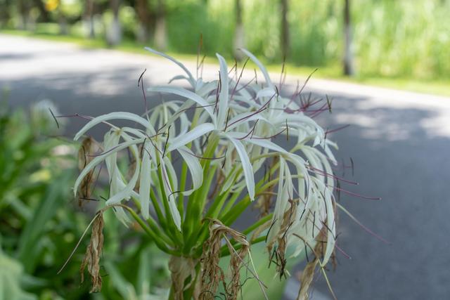 南沙黄山鲁森林公园夏季,南沙黄山鲁国家森林公园游玩攻略