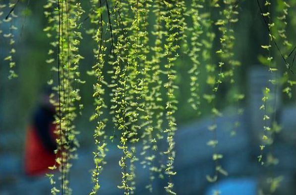 诗词春韵经典诵读,诗词春望古诗