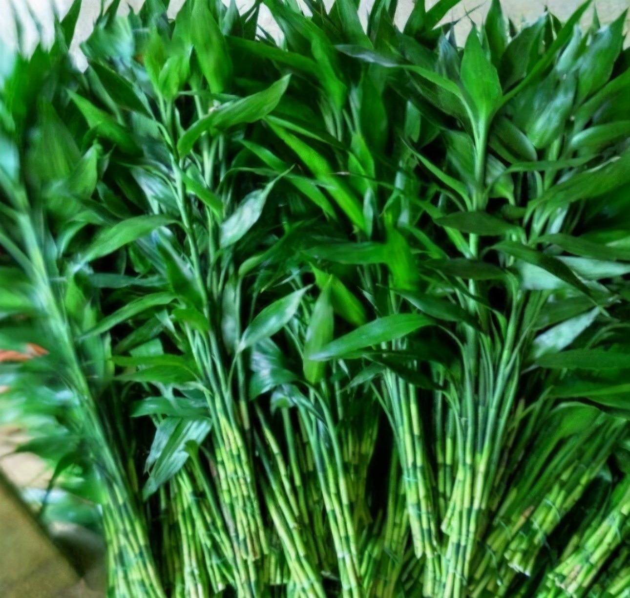 竹子不能种在院子里吗,竹子不能栽屋后