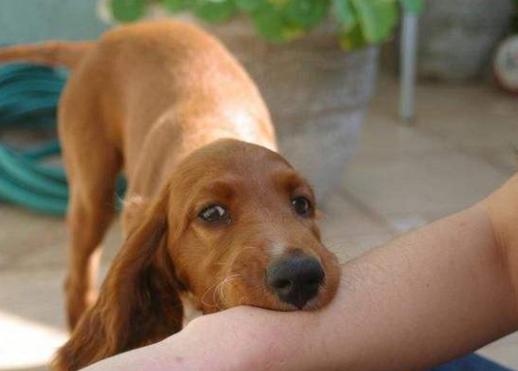 家里养的狗特别蠢怎么办,小土狗一直咬主人的手怎么解决