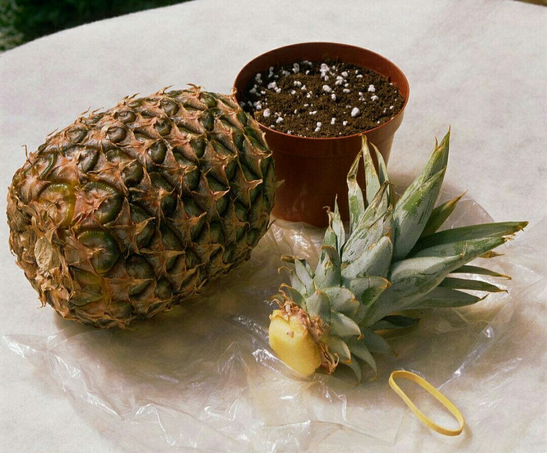 吃完菠萝别扔,吃完菠萝把叶子留下可以种出盆栽