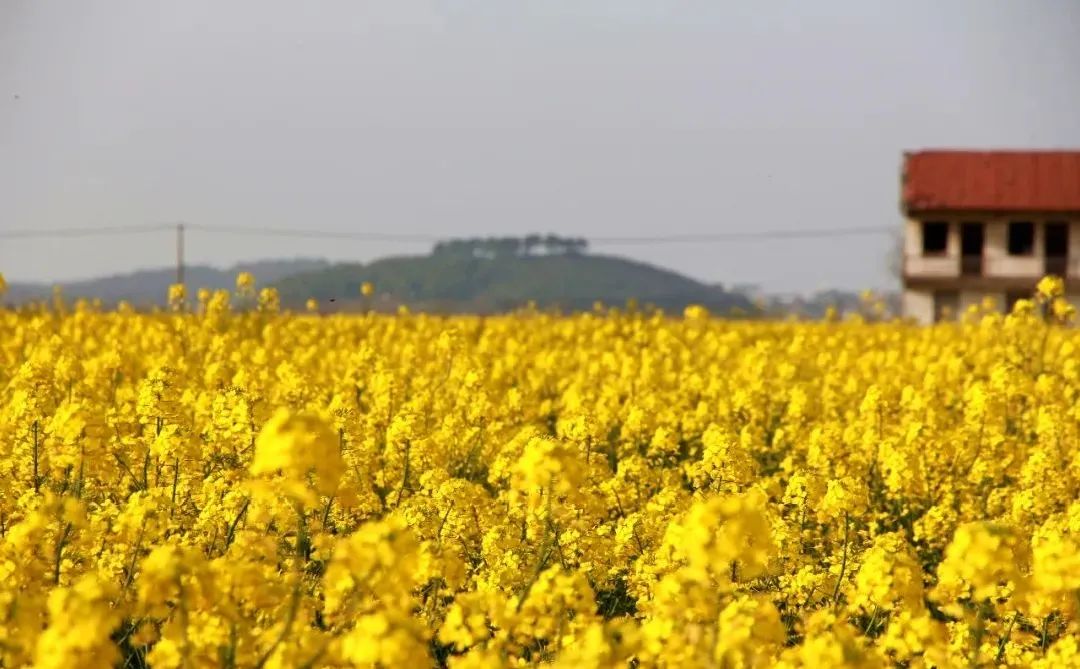 苏州西山十大知名农家乐有哪些,带你走一走苏州的太湖边农家乐