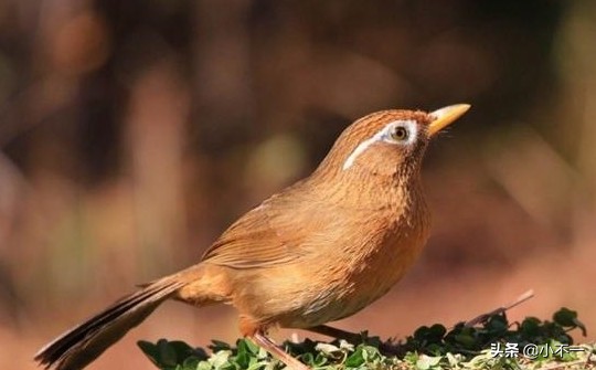画眉鸟怎么喂养才好,画眉鸟的训练和饲养