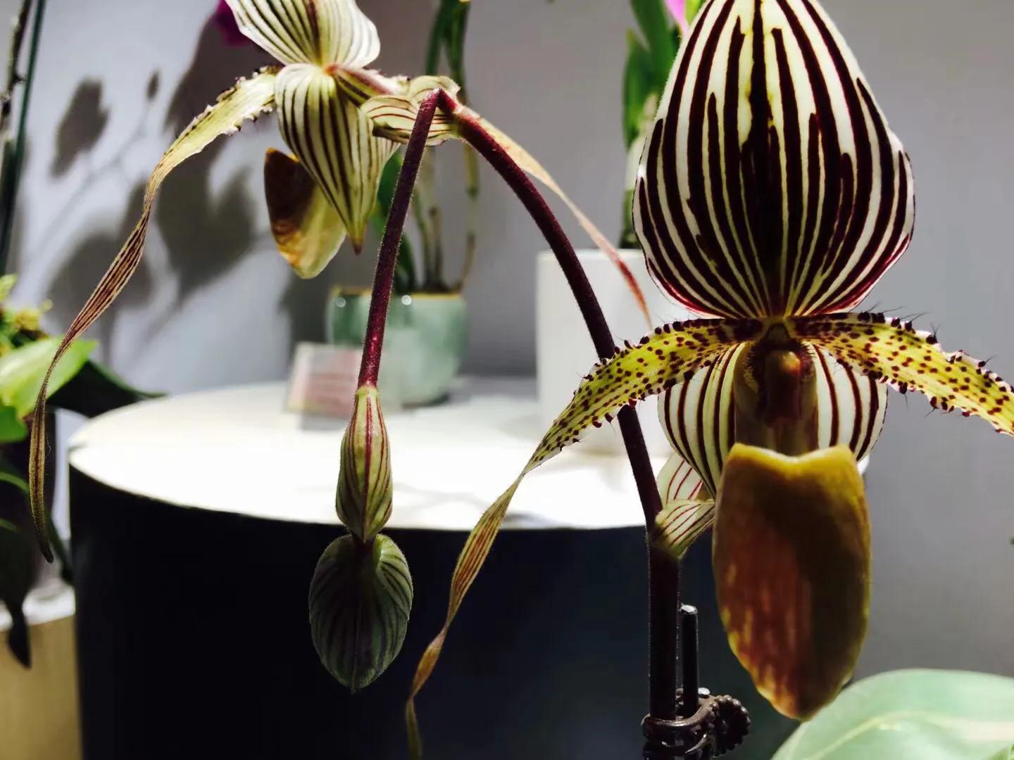 兰花最美的季节是冬季,北方冬季赏兰花