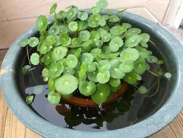 种花一年四季都能生根,冬天种花枝条多久生根