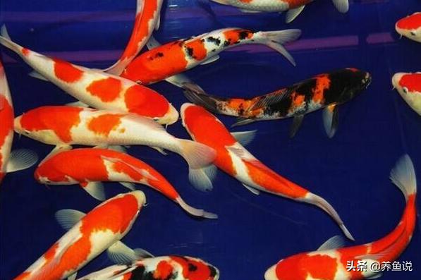 十大适合养的观赏鱼品种,所有观赏鱼品种大全