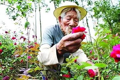 90岁老人种了67年花，靠玫瑰花瓣养活了8个孩子！