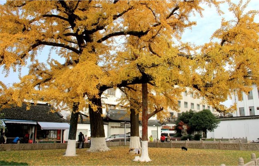 朱家角古镇和新场古镇哪个大一点,新场古镇和朱家角哪里好吃的多