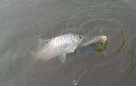 中鱼老是脱钩什么原因,鱼上钩了怎么老是脱钩