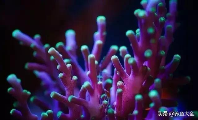 原生缸混养好还是单养好,无蛋分无过滤可以养小丑鱼吗