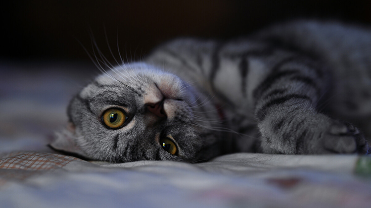 猫咪食欲不振挑食怎么办,猫咪食欲不振越来越瘦吃什么