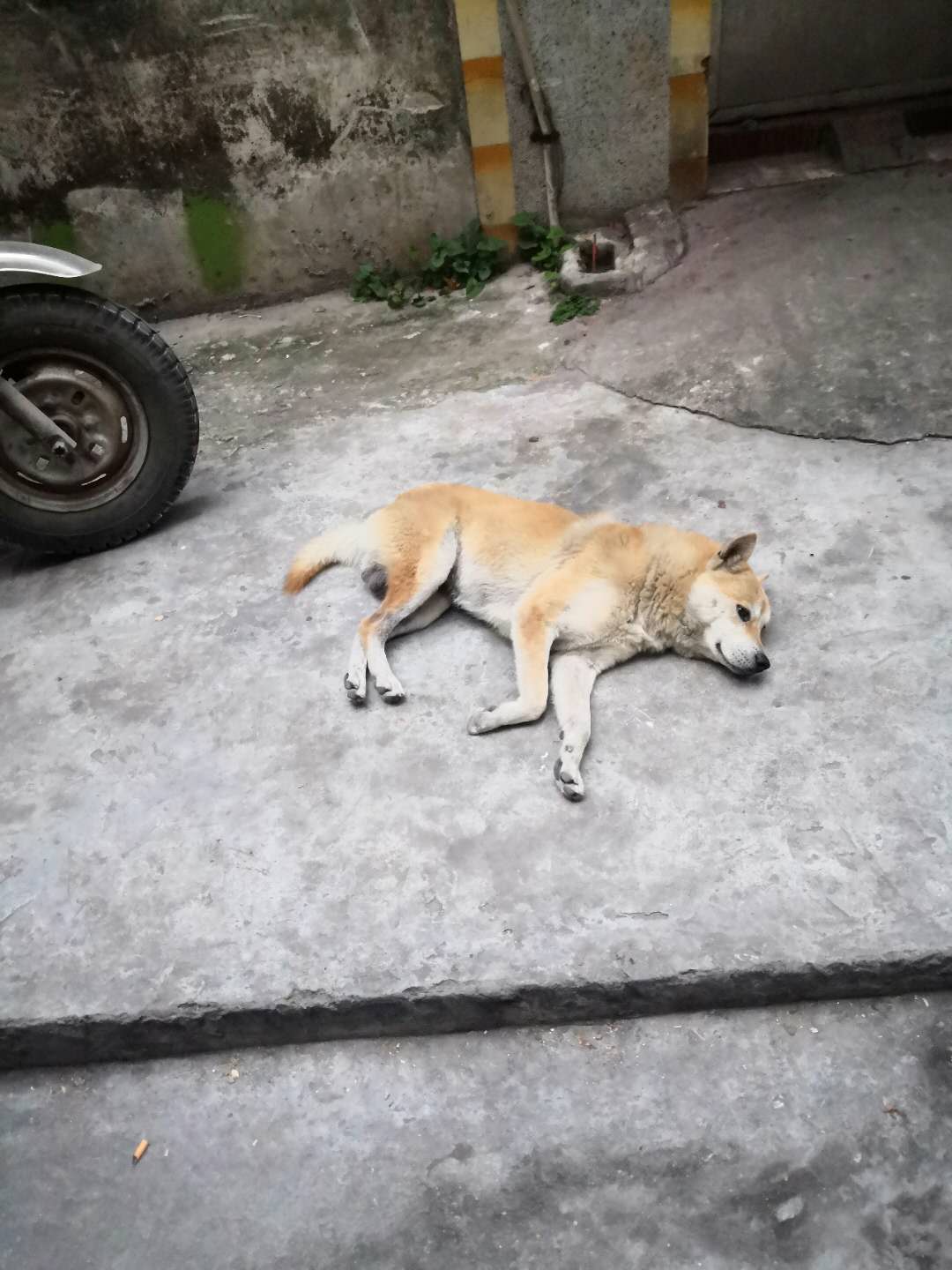 番禺城中村探访视频,广东广州番禺礼村