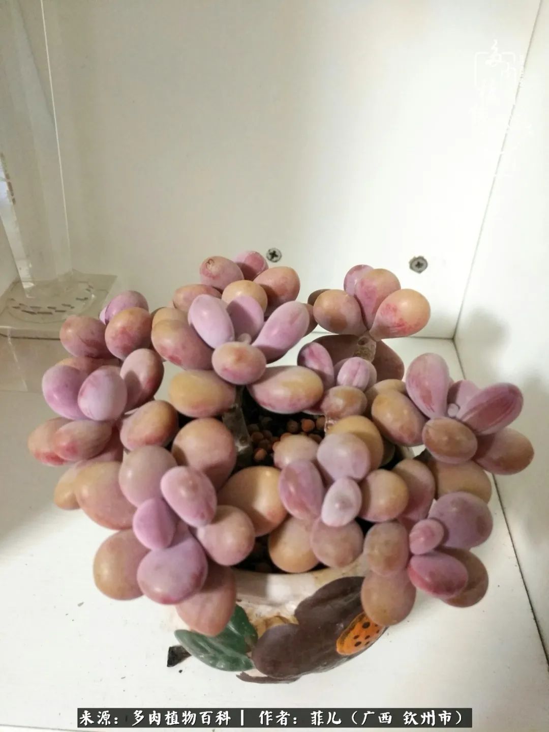 多肉相伴的感悟,与多肉为伴的时光真的很美好