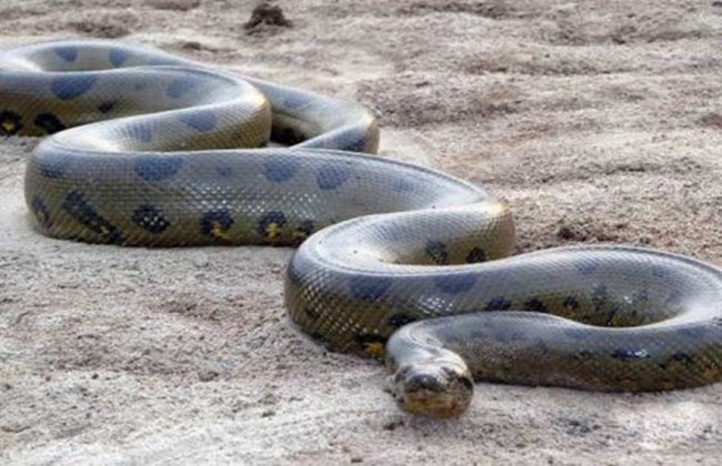 水蟒森蚺动物世界,人类捕获最大的绿森蚺