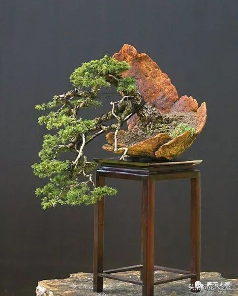 从盆景小白到终身爱好,初学者养盆景少走坑