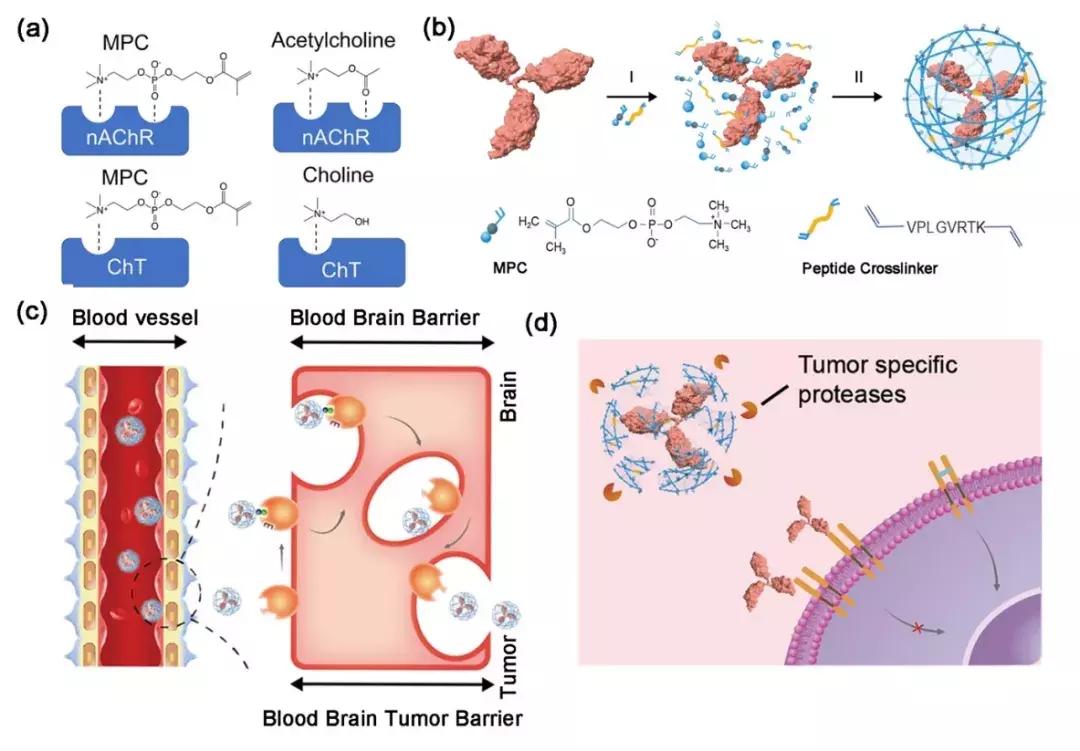 靶向治疗脑肿瘤成功案例,单克隆抗体治疗脑瘤