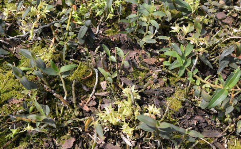 云南广南县铁皮石斛种植基地,铁皮石斛临安种植基地