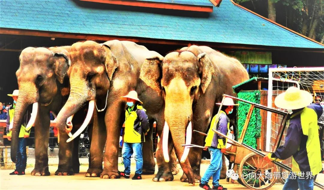 彩云之南版纳行,版纳之旅看大象