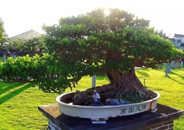 那些天价的植物,十大最值钱的植物