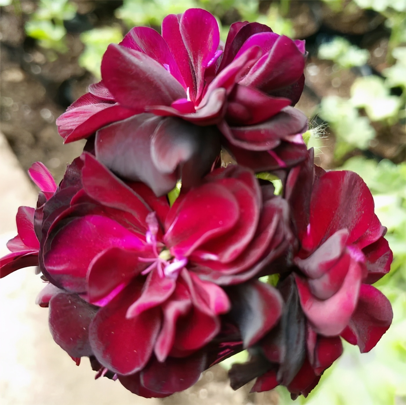 这种花别乱浇水水越多越不开花,这种花不怕冷好养易活