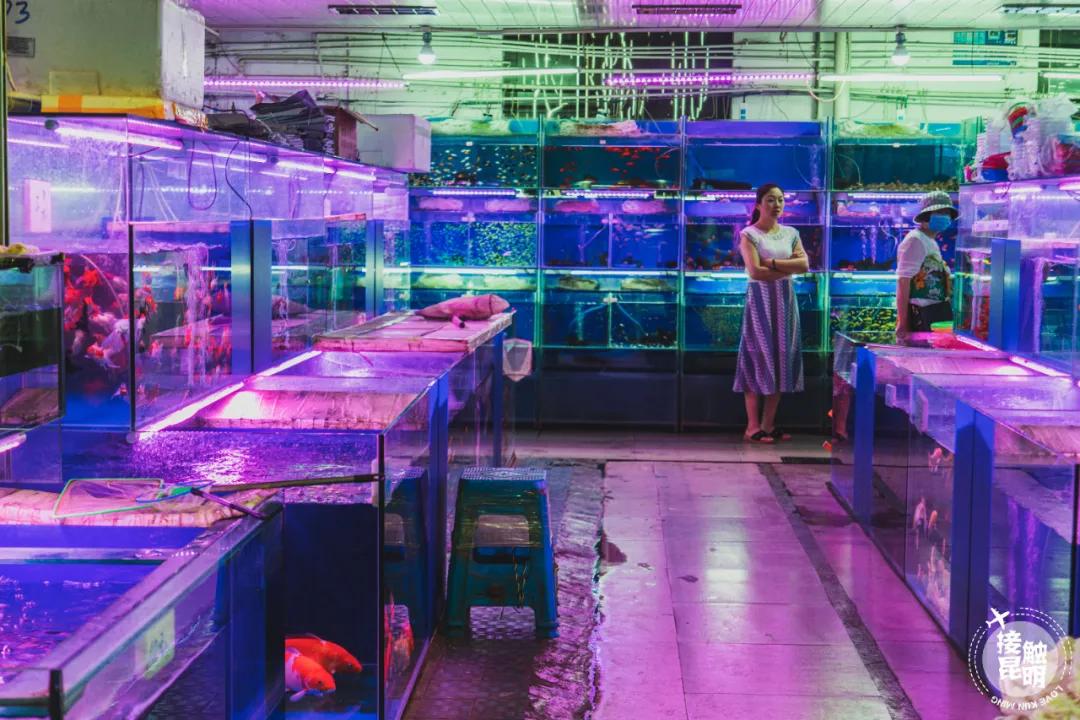 逛花卉市场赏心悦目,逛花鸟市场的快乐