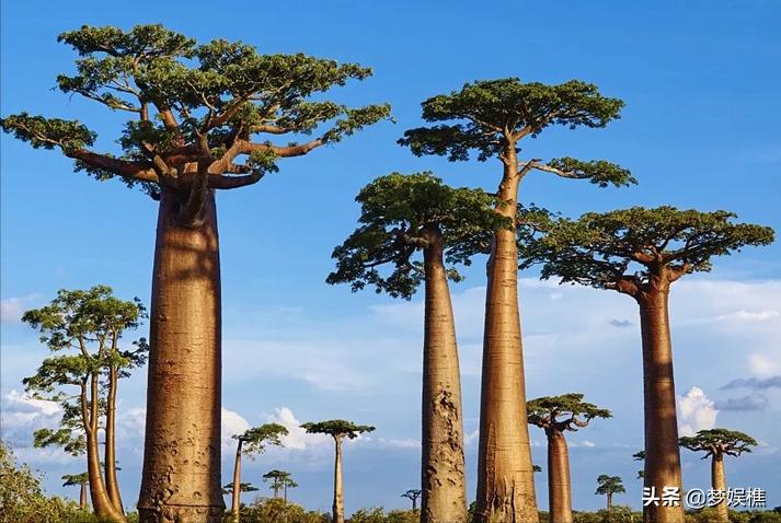 马达加斯加真土豪，红木多得像白菜，做米缸要用紫檀木