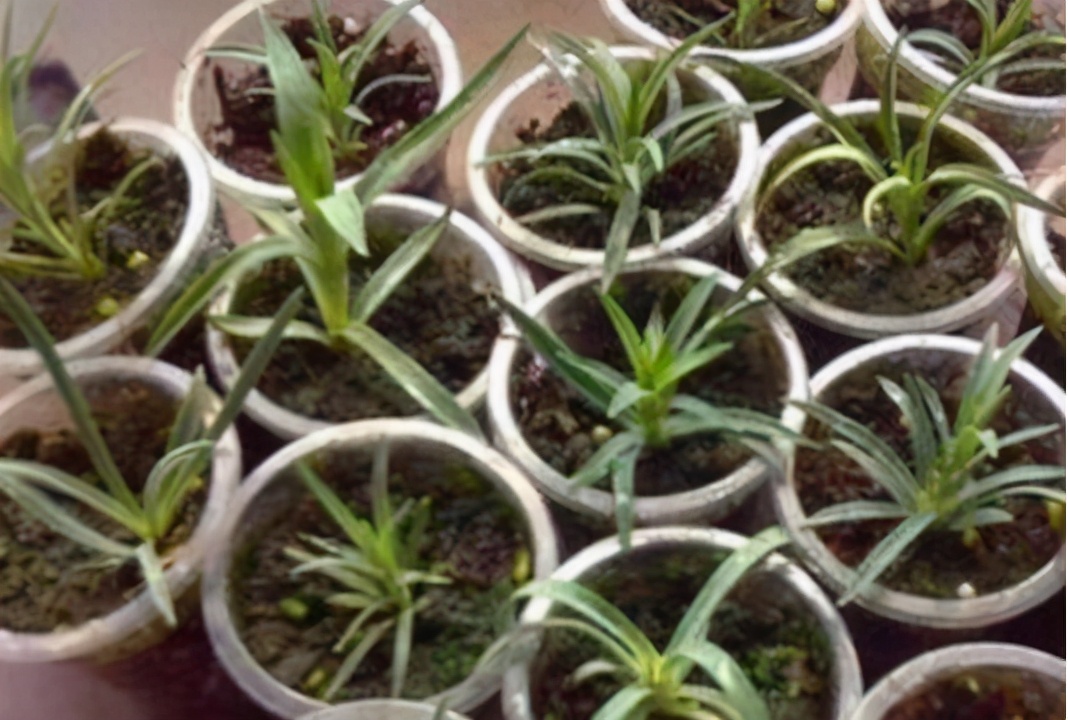 你准备好了吗幼儿版,你的康乃馨准备好了吗