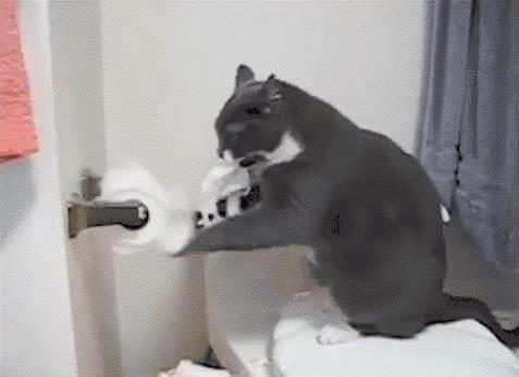 猫咪精力太旺盛还咬人怎么办,猫咪最近脾气暴躁咬人怎么办