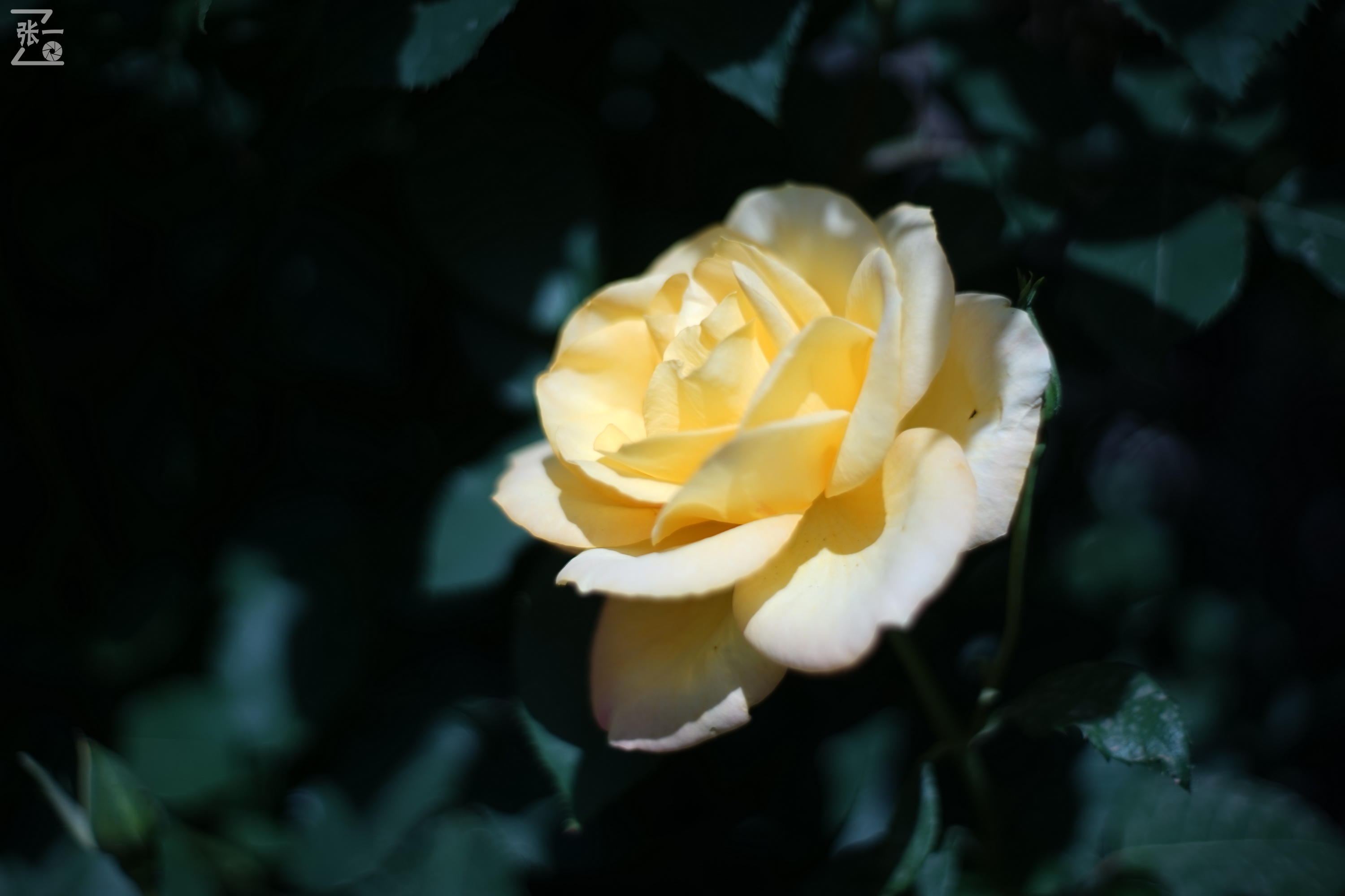 凤凰国产50mm镜头,凤凰索尼e口镜头