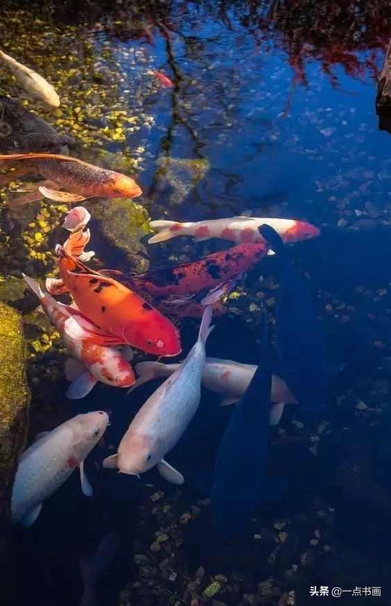 池中之仙，惊艳若此——锦鲤