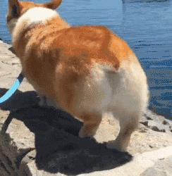 适合女生养的中小型犬排行榜,小型犬女生