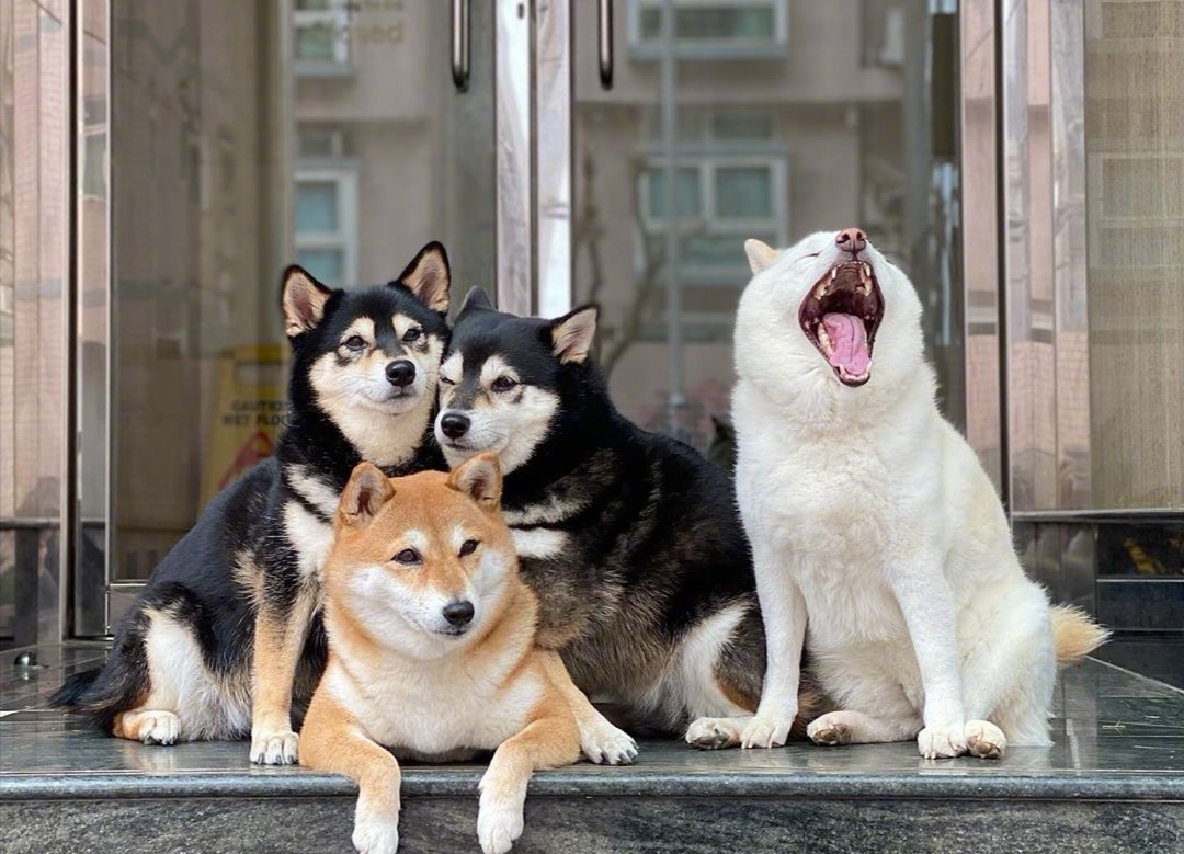 狗狗大喘气哼哧哼哧的怎么回事,狗狗老是大喘气是什么意思