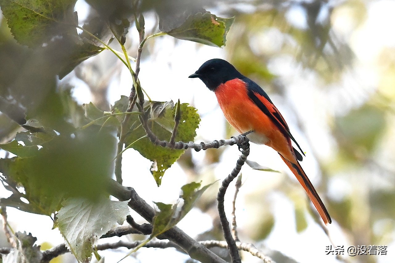 「10.13」北京沙河观鸟日记：收获长尾山椒鸟与中华攀雀