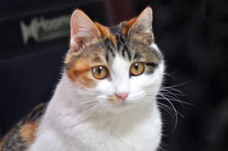 猫咪耳朵流水有分泌物怎么办,猫咪耳朵流水