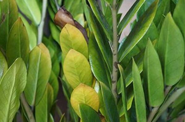 金钱树有虫子怎么处理,金钱树土壤里有小白虫怎么治