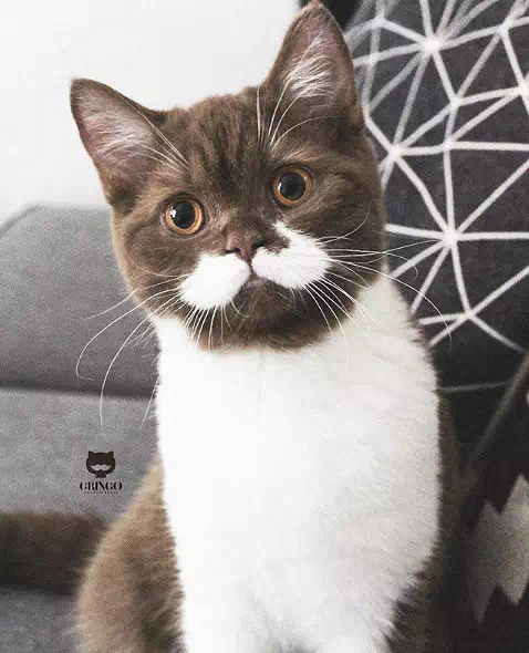 盘点那些姿势优雅的猫,肉感十足的猫是什么猫