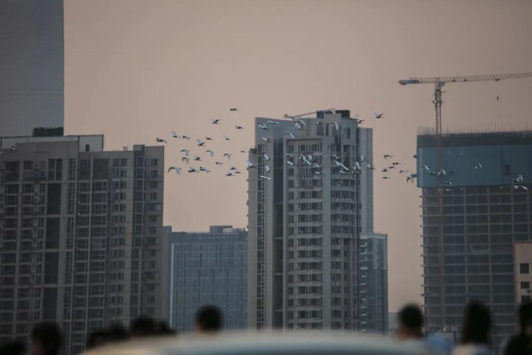 全世界的鸟,全世界的鸟类