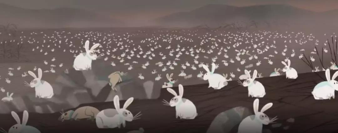 澳洲的兔子是怎么泛滥的,澳洲兔子怎么形成的