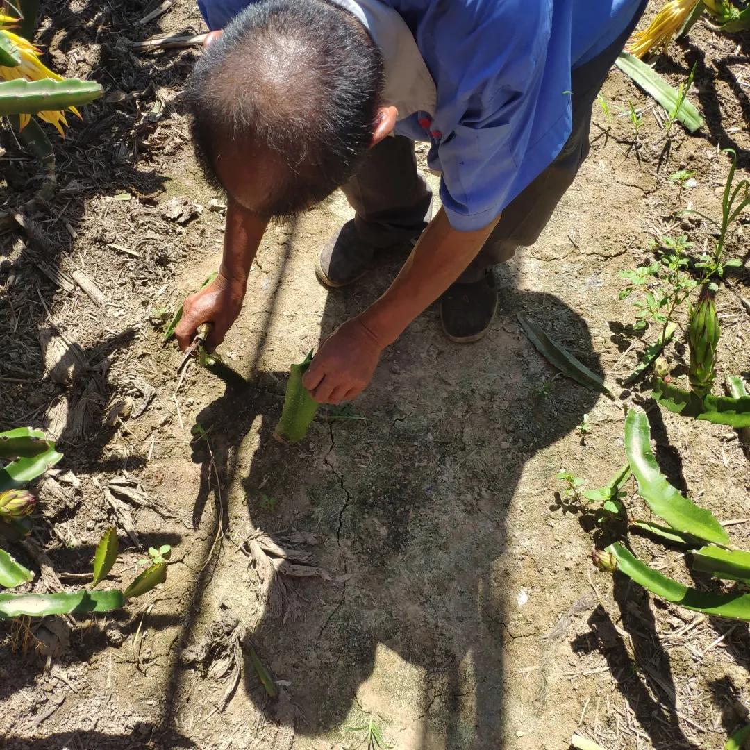 实地探秘：真稀罕，咱济南的大棚里长出成片热带水果？