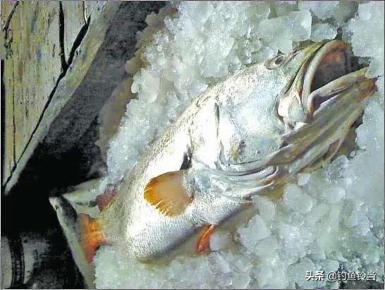 黄唇鱼的愤怒，长着贵过黄金的鱼鳔并没有错，错的是人心的贪婪！
